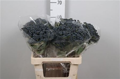 Vibur De Inge 60cm