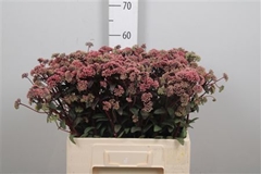 Sedum Magical Lizzy 60cm