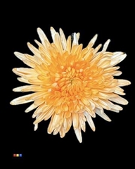 Chr G Topspin Apricot