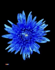 Chr G Topspin Blue
