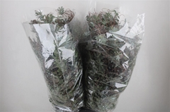 Acacia (MIMOSA) Bs 65cm 200gram