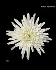 Chr G Topspin White + Glit Parelmoer Bio