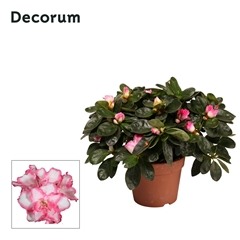 Rhodo Si Hulsten 12Ø 25cm