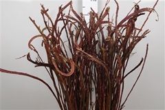 Salix Sekka Bandwilg 110cm