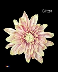 Chr T 2 Kl Baltica Purple Rain + Glit Bio