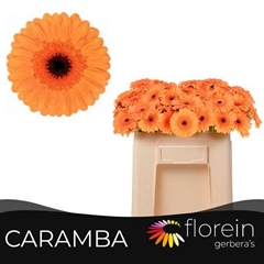 Germini Caramba 50cm 7cm Ø