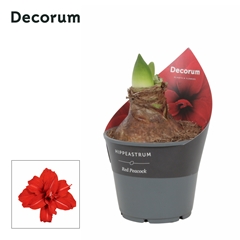 Hippeas Dg Red Peaco 14Ø 25cm