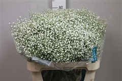 Gyps Pa Zi Discovery 80cm 30gram