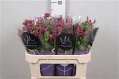 Clematis Inspiration 70cm 23 4