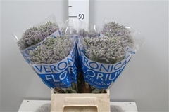 Veron Smart Splash 50cm