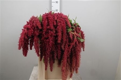 Amar Ca Red Spider 80cm
