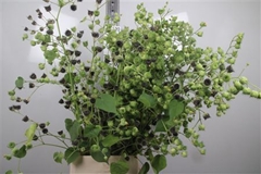 Lavatera 125cm