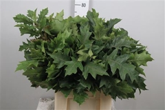 Querc Rubra 60cm