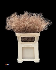 Limonium Copper