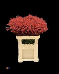 Solidago Red 80cm