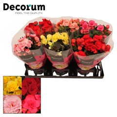 Beg Du Gemengd 13Ø 32cm
