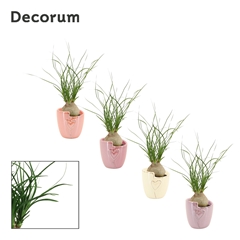 Beaucarnea Recur 6Ø 20cm