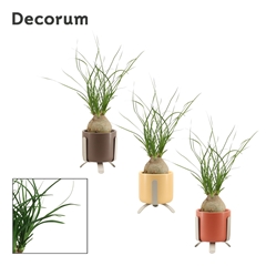 Beaucarnea Recur 6Ø 20cm