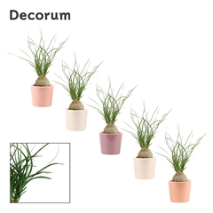 Beaucarnea Recur 6Ø 20cm