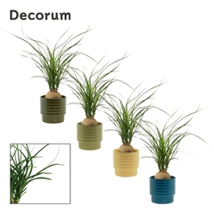 Beaucarnea Recur 9Ø 30cm