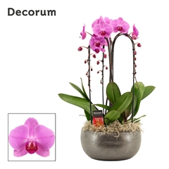 Phal Ov Roze 27Ø 55cm