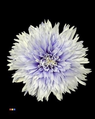 Chr G Undercover Pastel Lilac