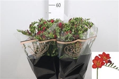 Fr En Red Baron 55cm 22gram 23