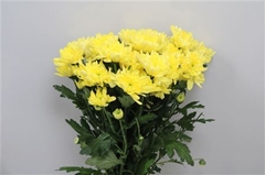 Chr T Baltica Yellow 70cm 85gram