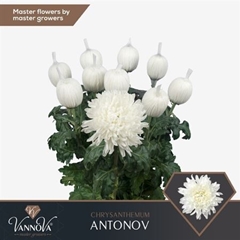 Chr G Antonov 75cm 100gram