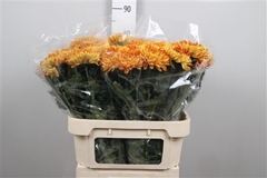 Chr G Astro 80cm 120gram