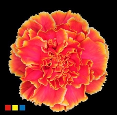 Dianthus St Fireball