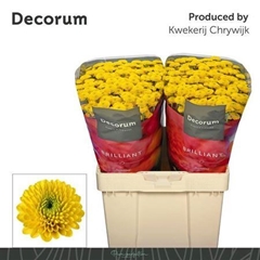 Chr San Aaa Aurinko 55cm 100g