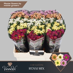 Chr San Ross Gem Fst 55cm 110g