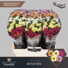 Chr San Ross Gem Fst 55cm 110g