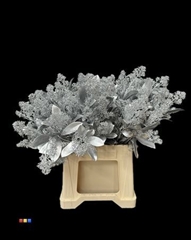 Skimmia Silver