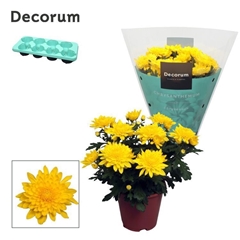 Chrys Chr Yellow 13Ø 25cm