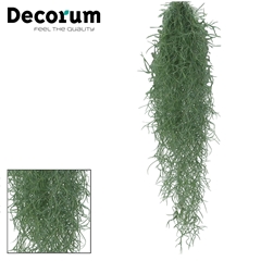Till Usneoides
