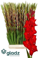 Glad Gr Red Balance 120cm 200gram