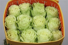 R Gr Lemonade 60cm