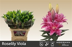 Li Or Du Rl Viola 105cm 55+