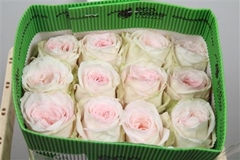 R Gr White O Hara 50cm
