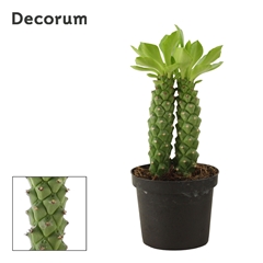 Euphor Succulenten 9Ø 20cm