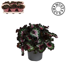 Beg Purple Blush 13Ø 25cm