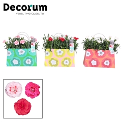 Dian Osc Gem 10Ø 5cm 21