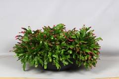 Schlumb Zaraika 45Ø 30cm