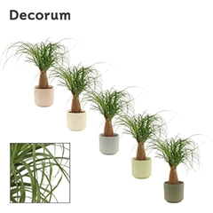 Beaucarnea Recur 12Ø 35cm