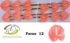 Anth A Farao 13cm Ø