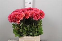 Dahl Other 55cm