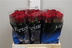 R Gr Red Naomi! 60cm