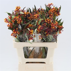 Ascl Tu Red Beauty 60cm 24